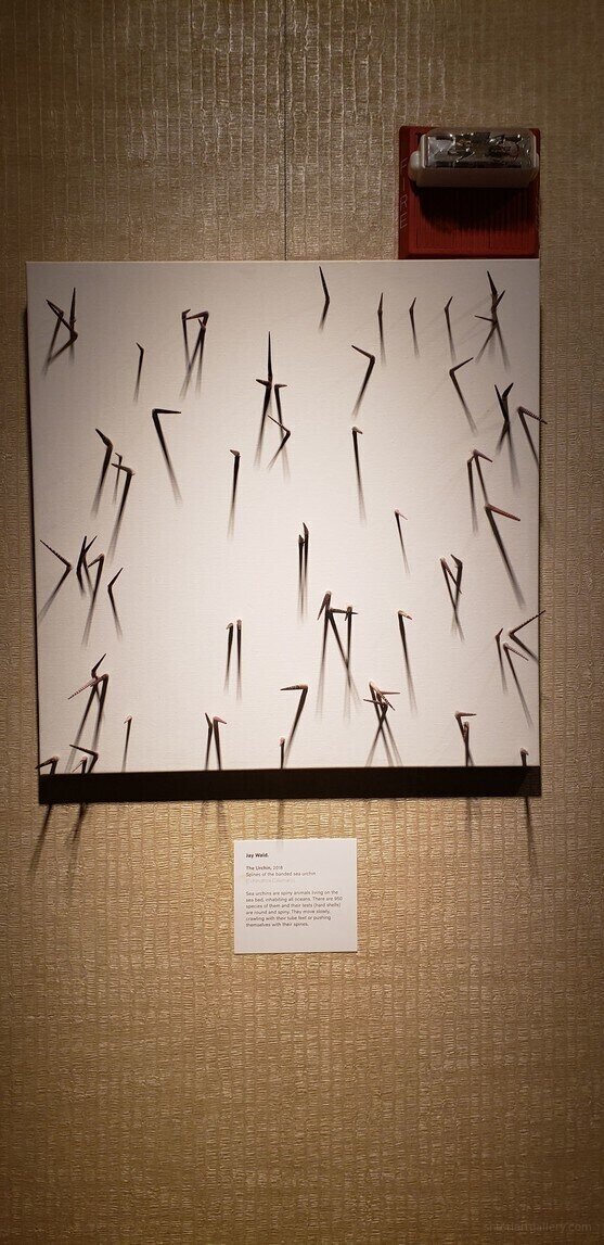 Urchin by Yanky Waldman